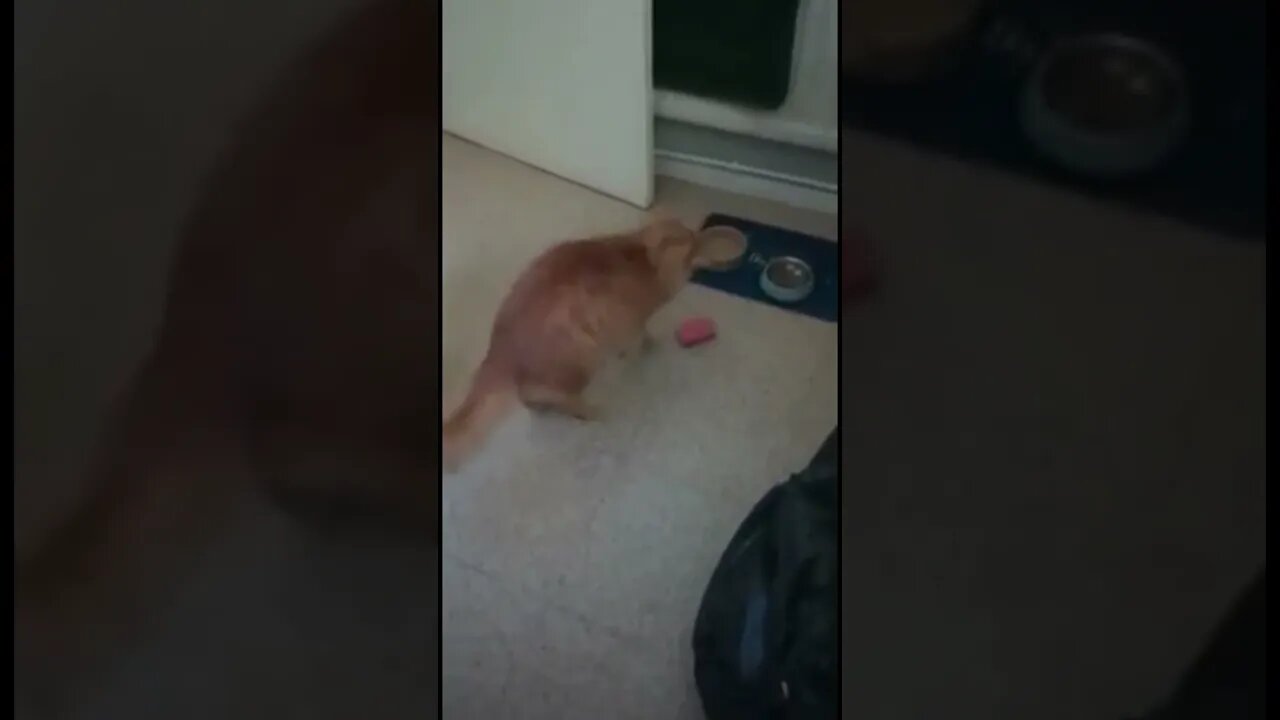 Ginger Cat Attacks Sponge in Kitchen #Cats #Shorts