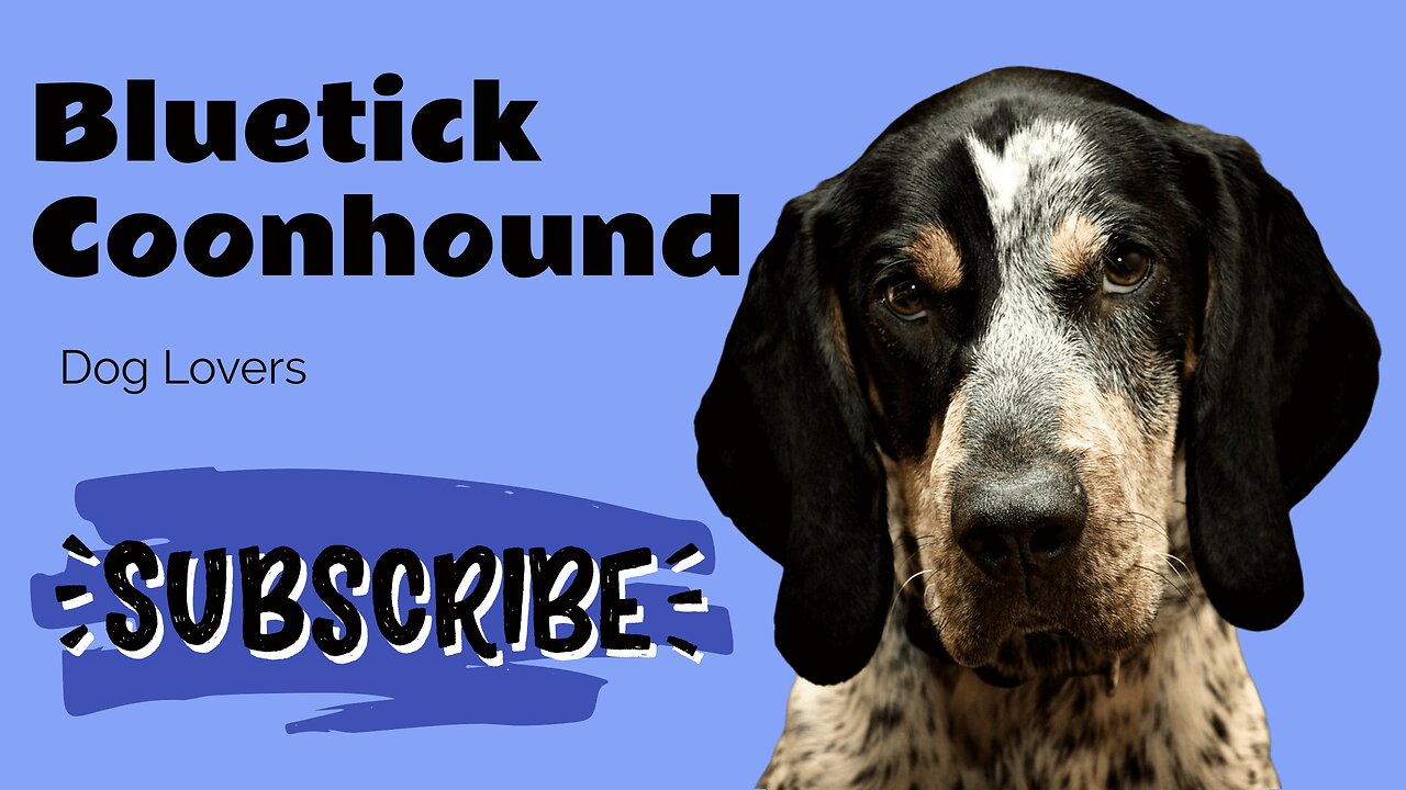 Bluetick Coonhound Breed: Everything You Need to Know | Complete Guide and Tips