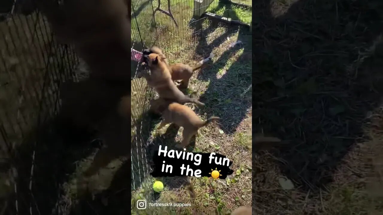 Malinois puppies having fun in the sun #puppies #malinoislovers #malinois #malinoispuppy