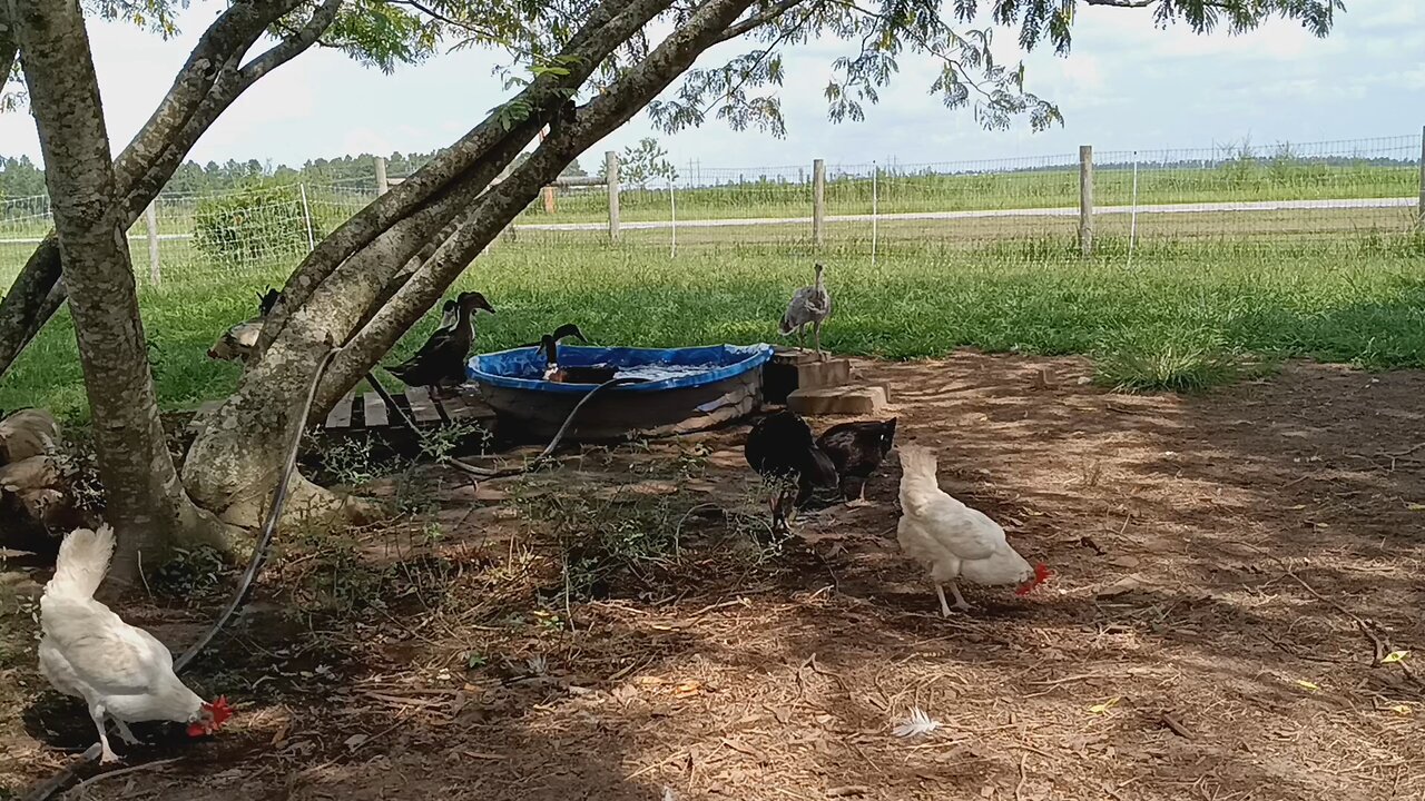 Duck Pond Filling Time and Prayers for President Trump