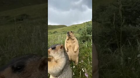 Where's Mine?