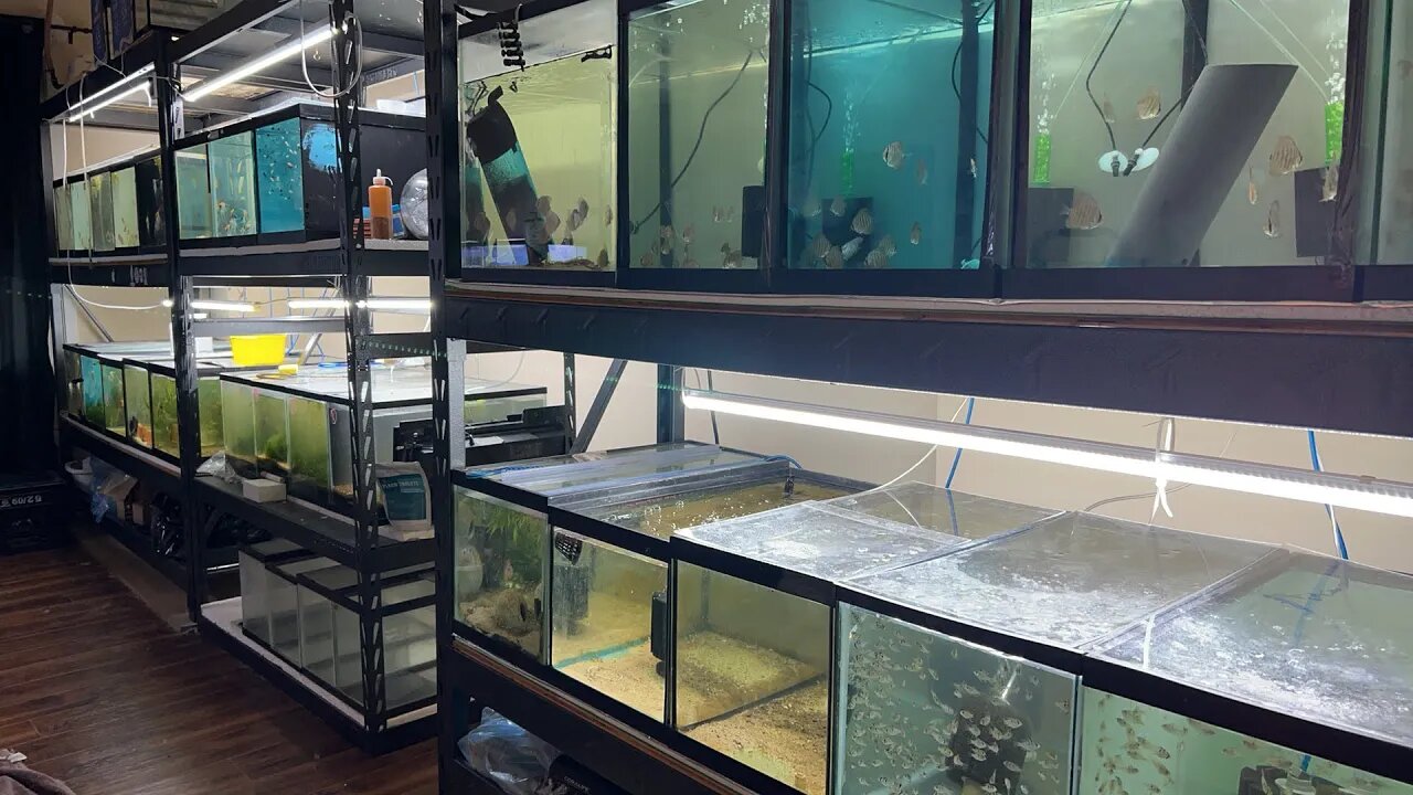 Feeding all the fish in the Fish Room