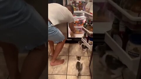 Kittens try to enter the fridge