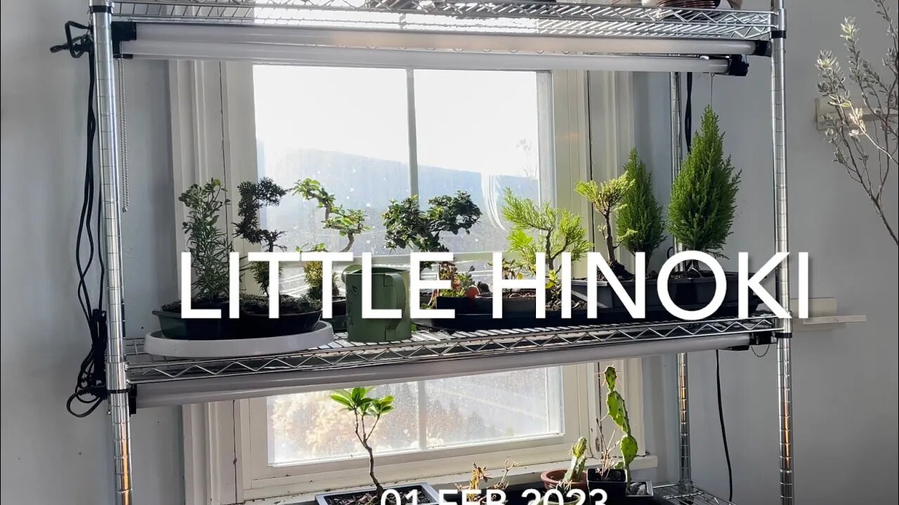 Little Hinoki