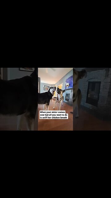 NO Such Thing As Personal Space When You are a dog #cute #doggo #dog #shepsky #dogmeme