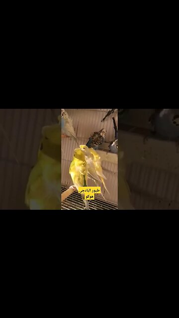 طيور البادجى هوكو كيوت روعة مرحبا