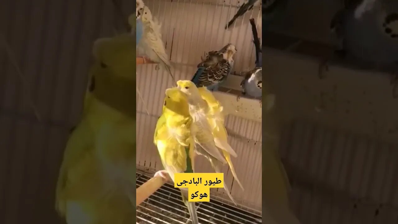 طيور البادجى هوكو كيوت روعة مرحبا