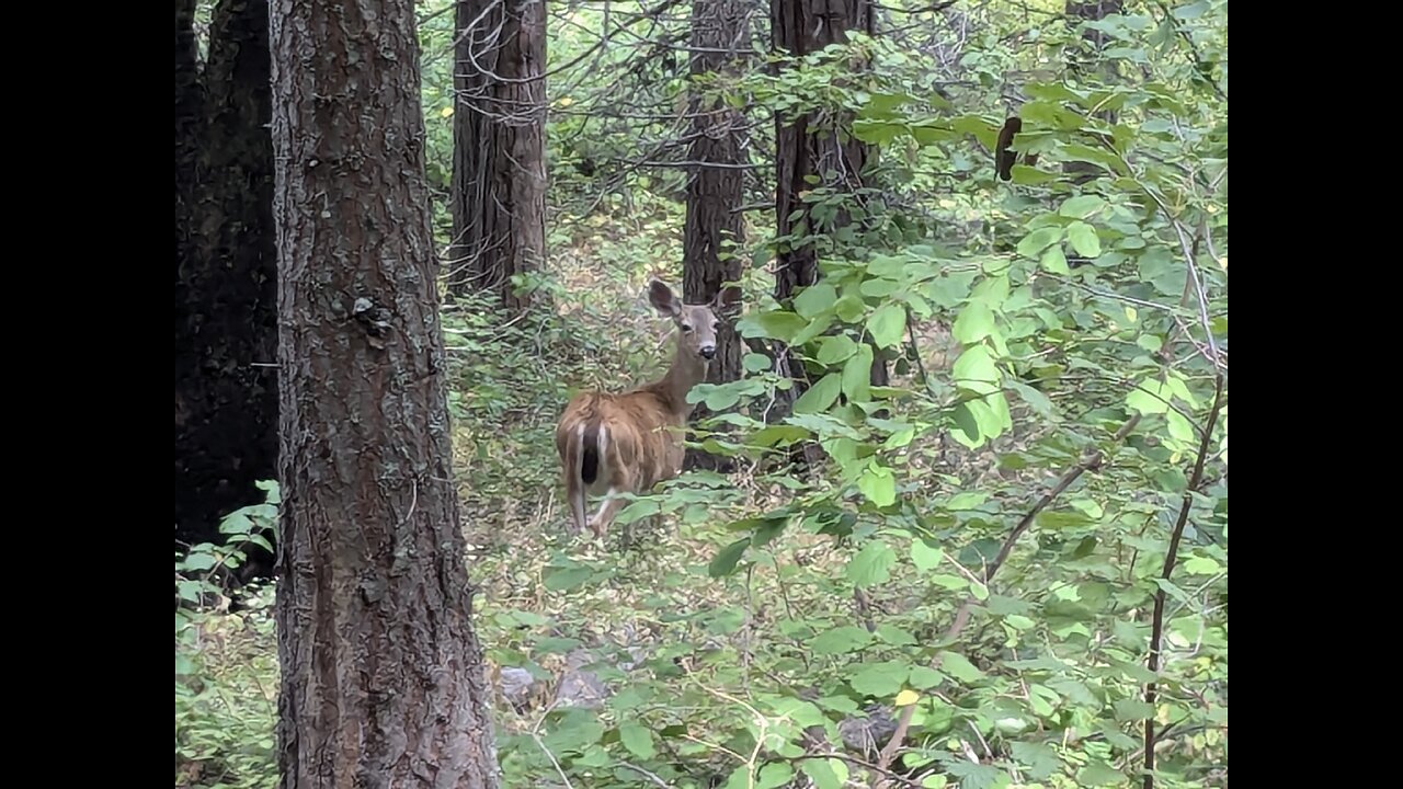 Day 110-111 Pacific Crest Trail 2024 - Crater Lake Rim Trail, Hitch to Medford & Hike South