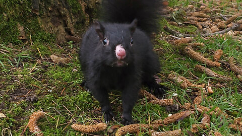 Pink Nose Squirrel