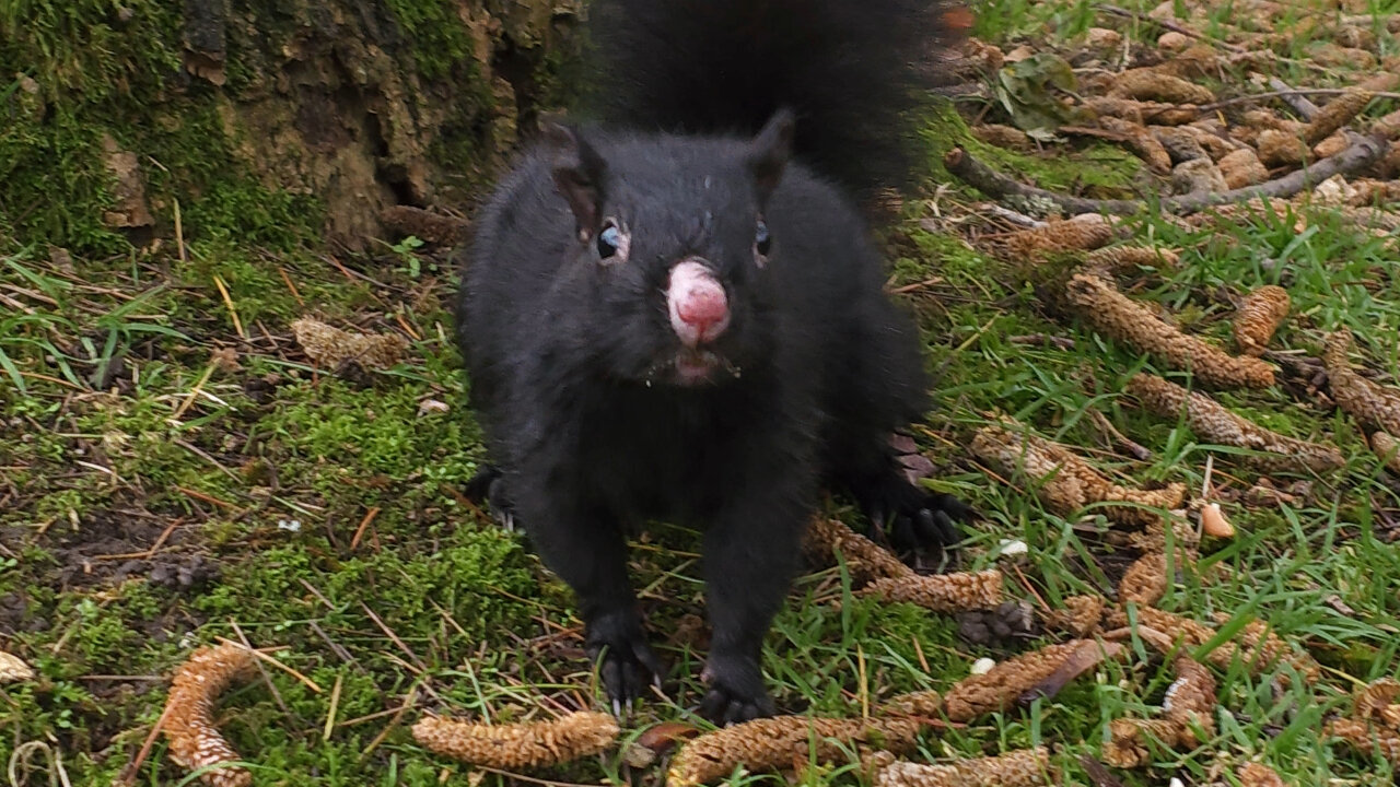 Pink Nose Squirrel