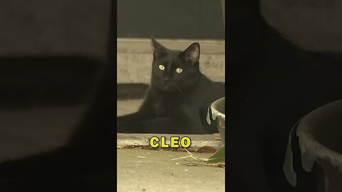 If you see this Cat