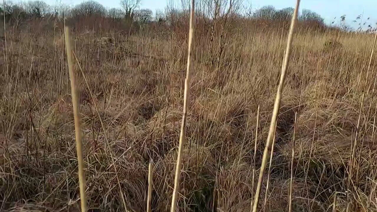 Duck Retrieve From A Springador