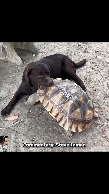 Dog sweeps the leg of a tortoise