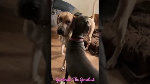 Not the phone, Gertrude! #shorts #dogs #shortsvideo #dog #kids #viral #viralvideo #like #subscribe