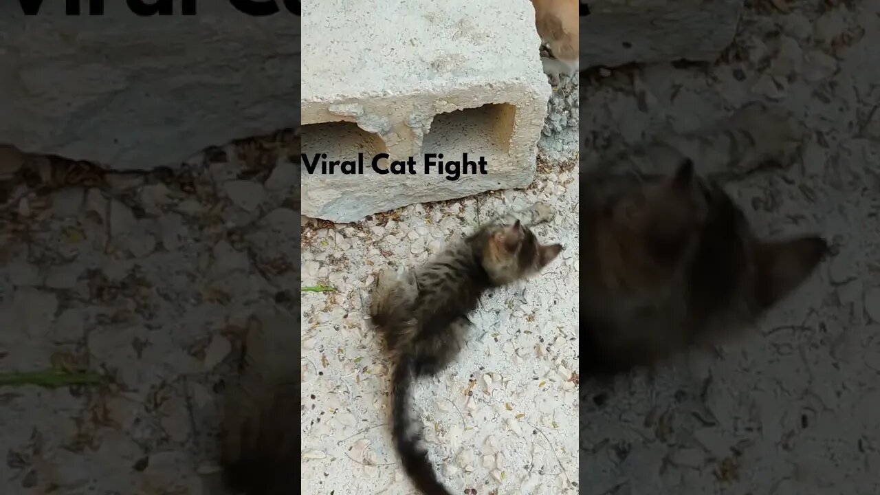 Cat Fight Ends with Unbelievable Twist You Won't Believe!