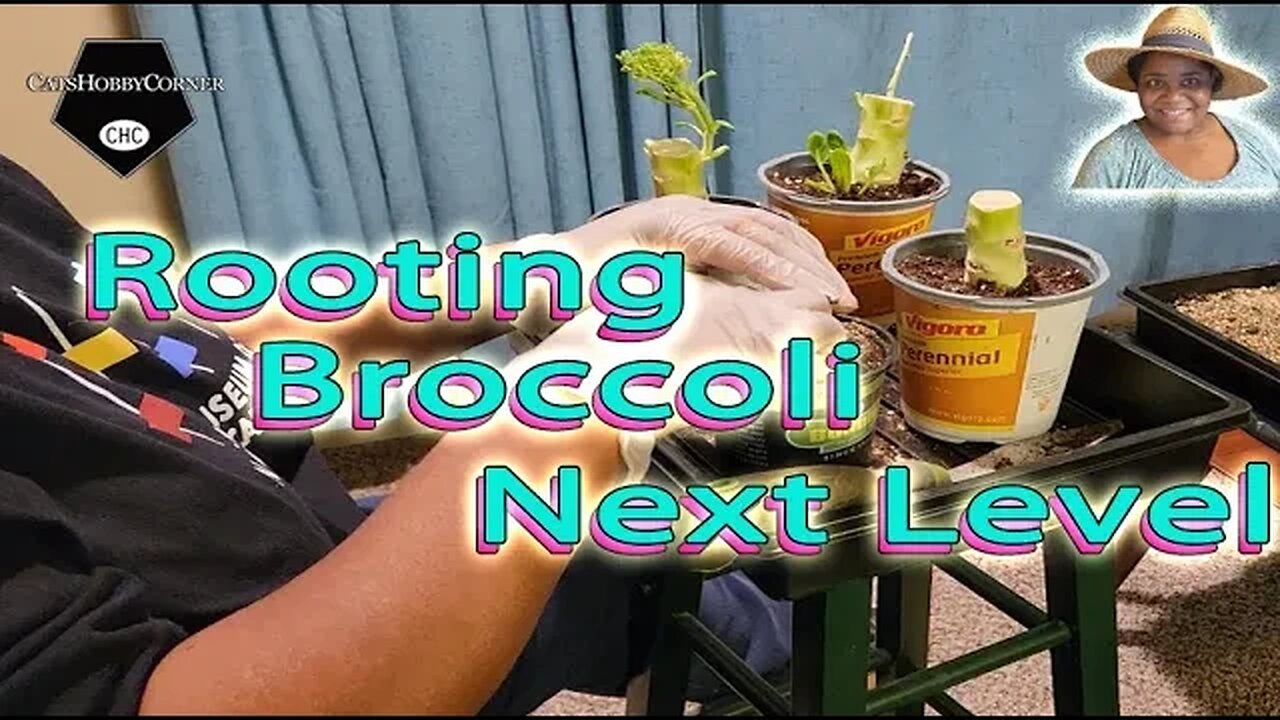 Rooting Store Bought #broccoli