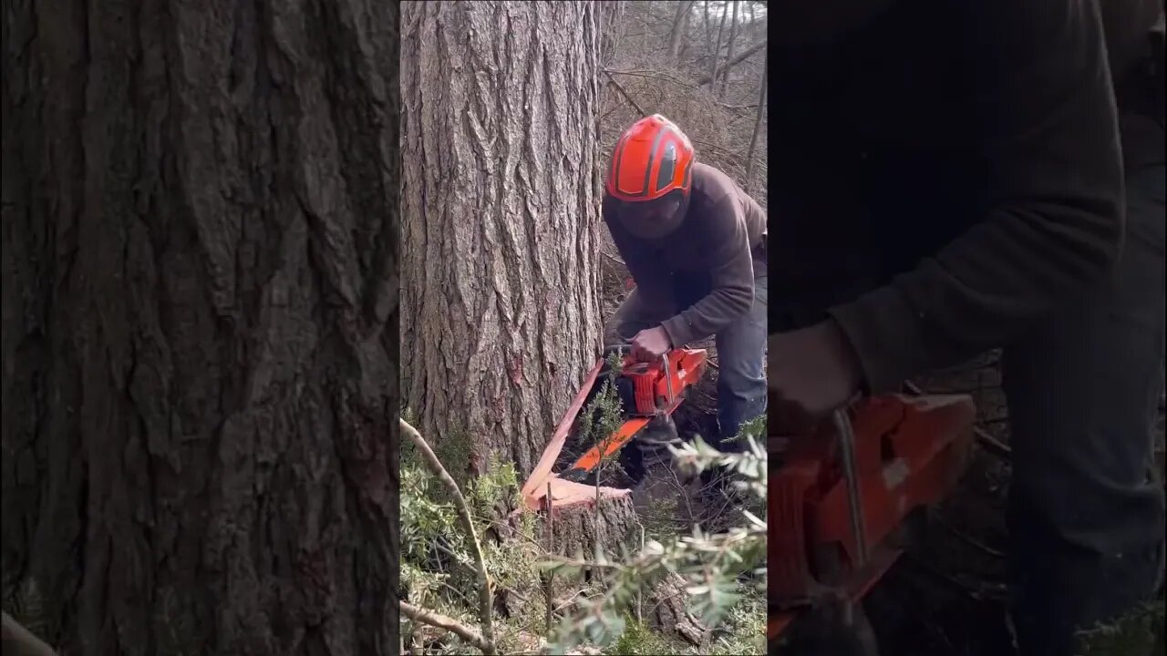 The importance of tree harvest