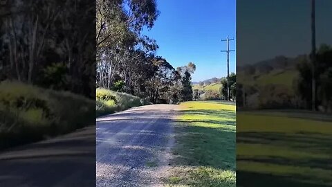 Kangaroo vs Dog run #shorts