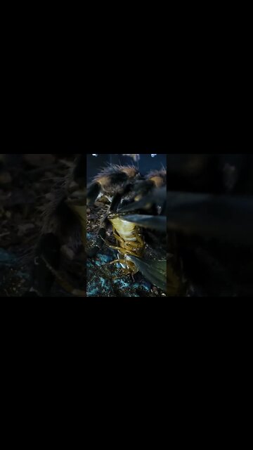 Mexican Red Knee Tarantula gets a big roach! 🕷🪳☠️