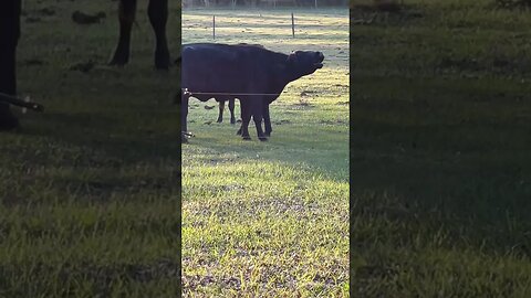 Complaining Mama Cow! #cow #cowvideos #cowfarm #cattle #moo #cattlefarm #shorts