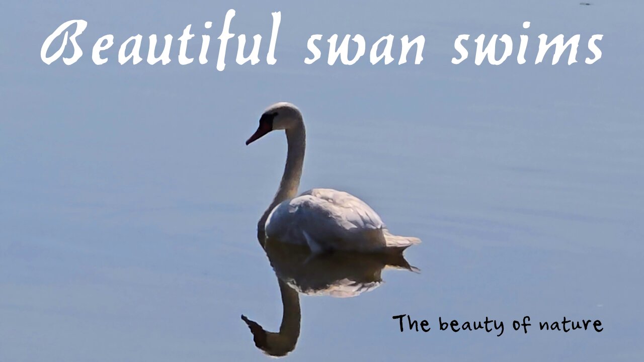 Beautiful swan swims in the river / a beautiful animal swims in the river.