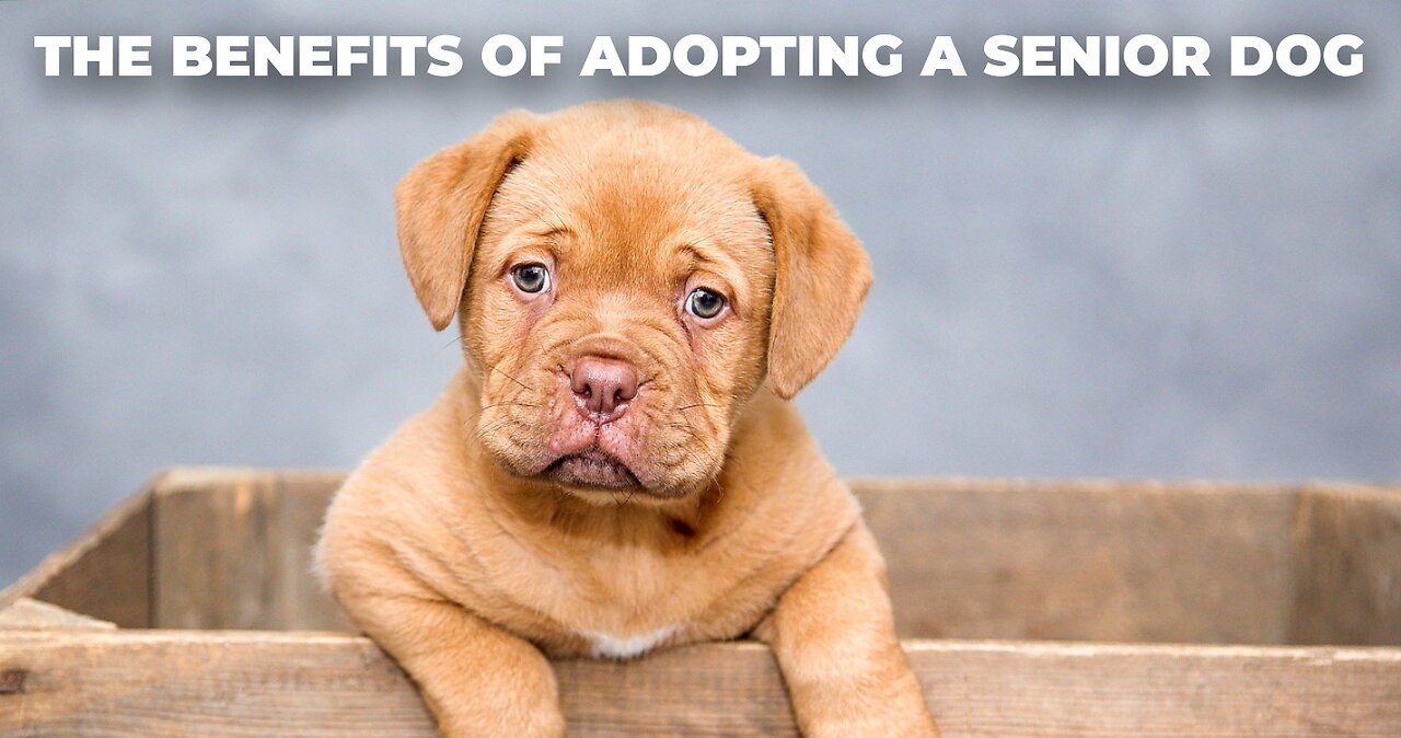 The Benefits of Adopting a Senior Dog