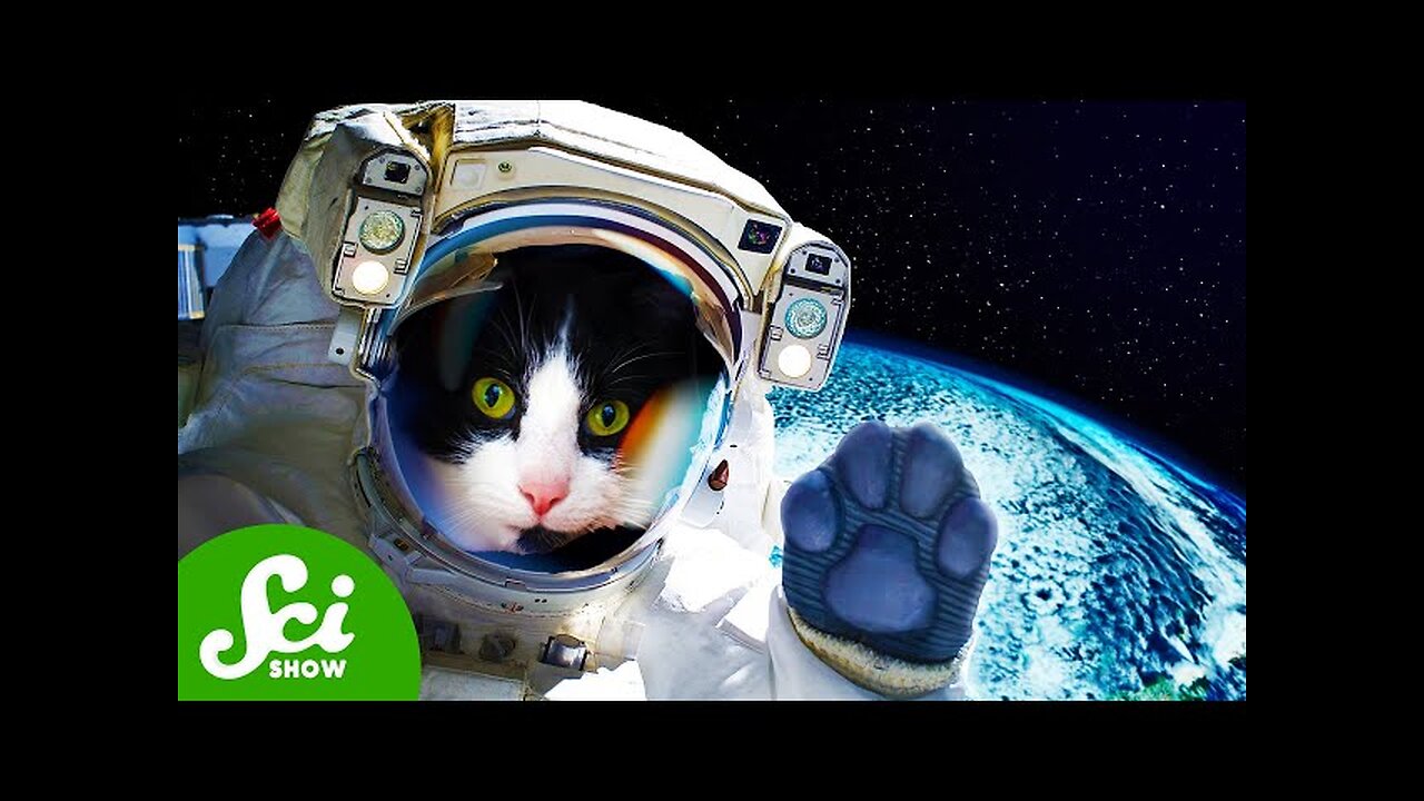 The First (And Only) Time We Sent a Cat to Space