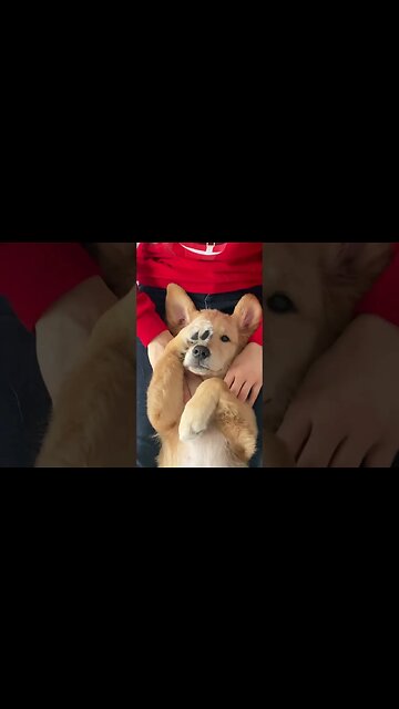 the puppy eyes at the end 🥺 #puppy #goldenretriever #dog