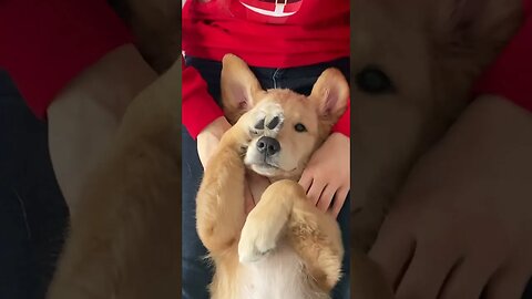 the puppy eyes at the end 🥺 #puppy #goldenretriever #dog