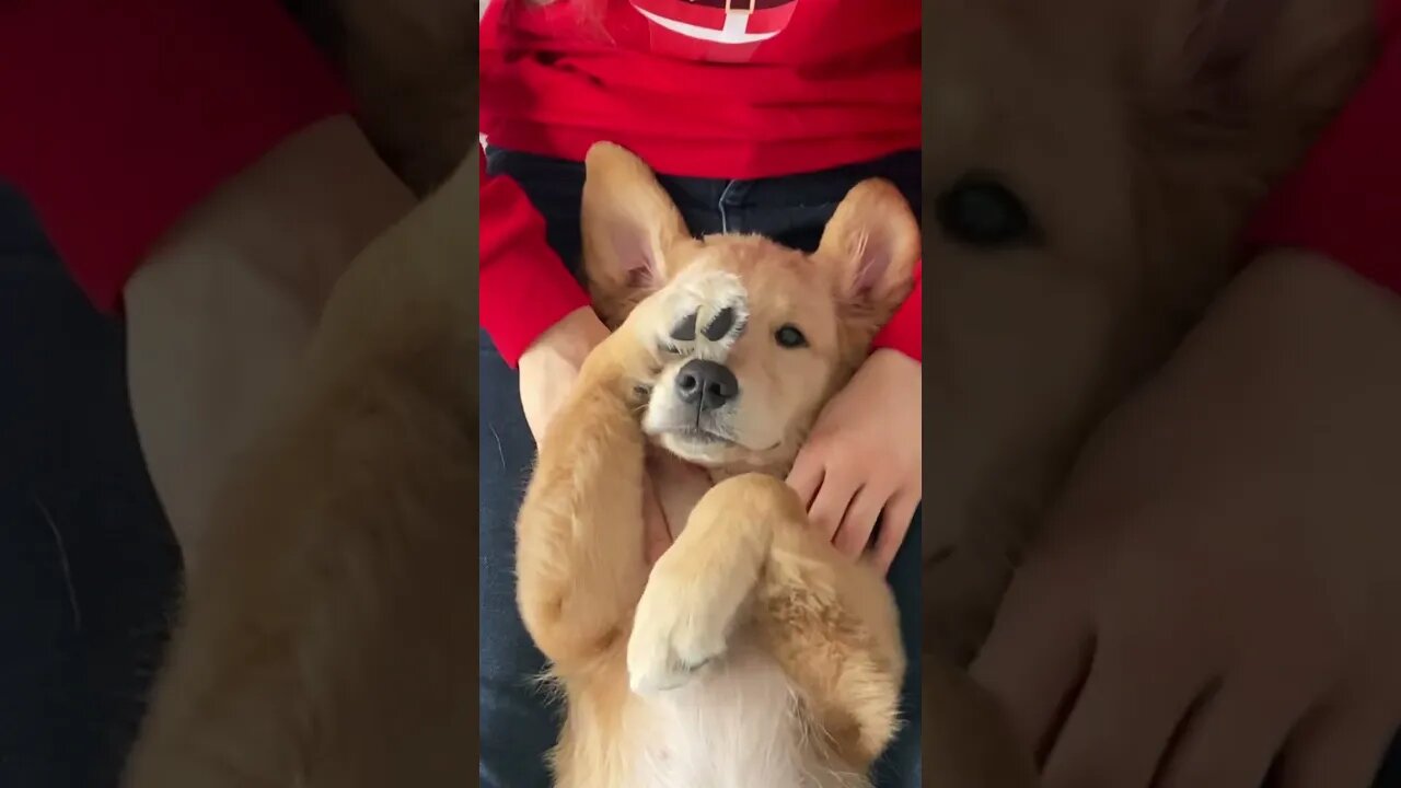 the puppy eyes at the end 🥺 #puppy #goldenretriever #dog