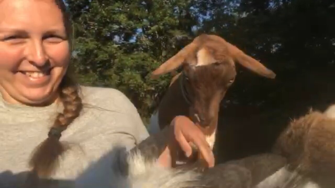 Goat Snuggles