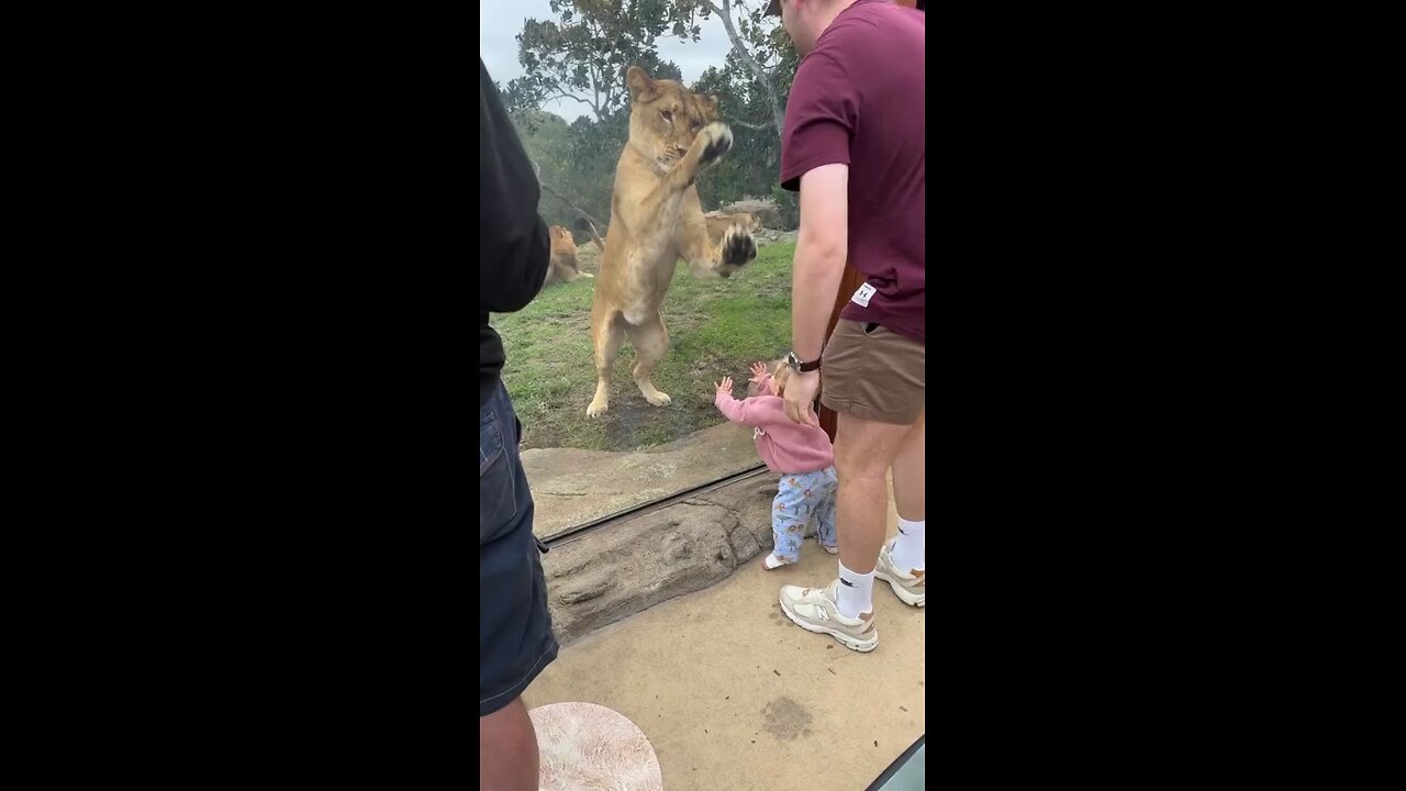 Lioness playing with baby