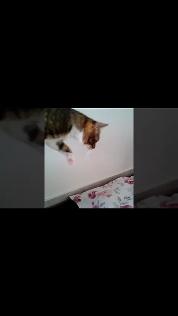 Little Cat Jumps off the Table