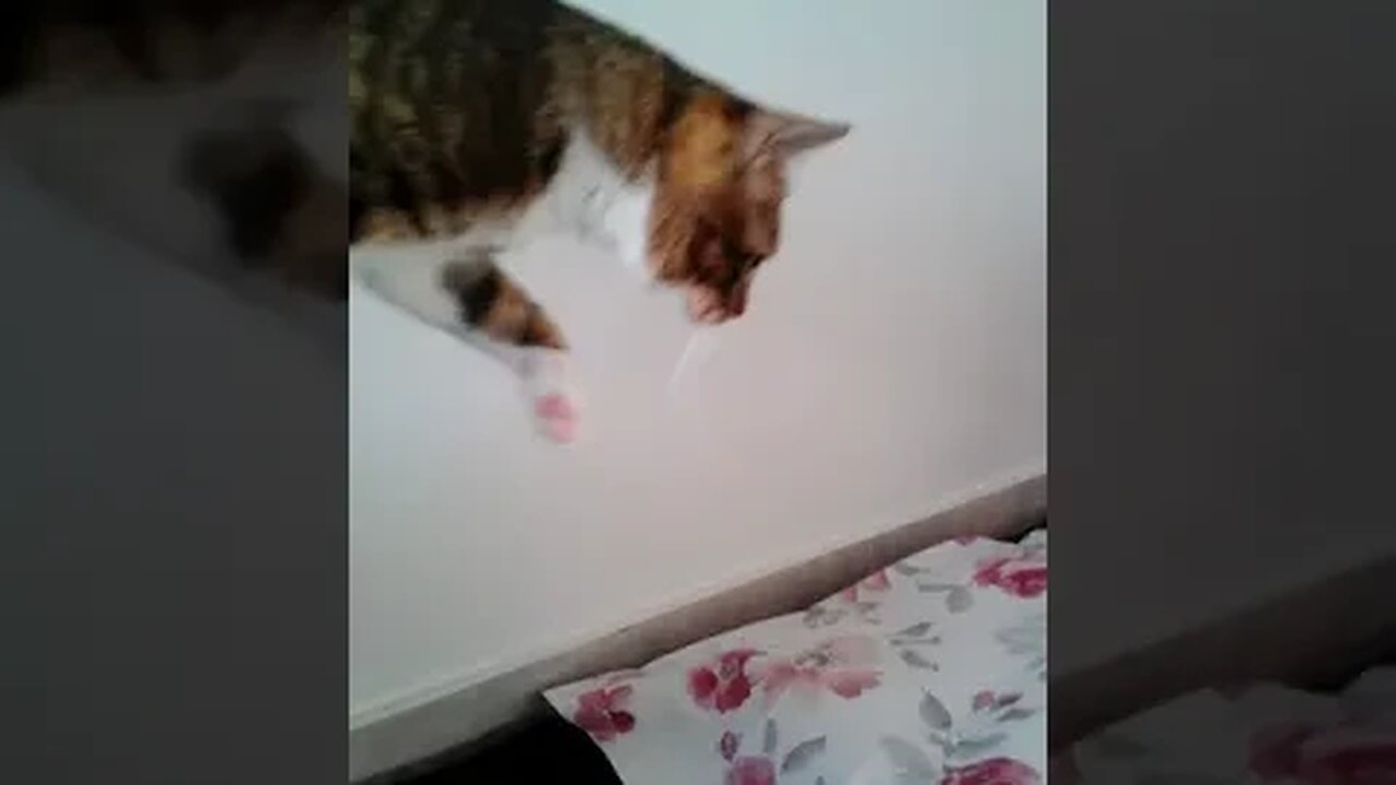 Little Cat Jumps off the Table