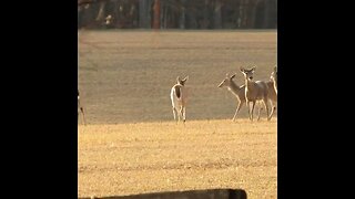 Deer at Chickamauga Battlefield