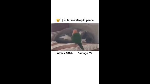 Funny Pets