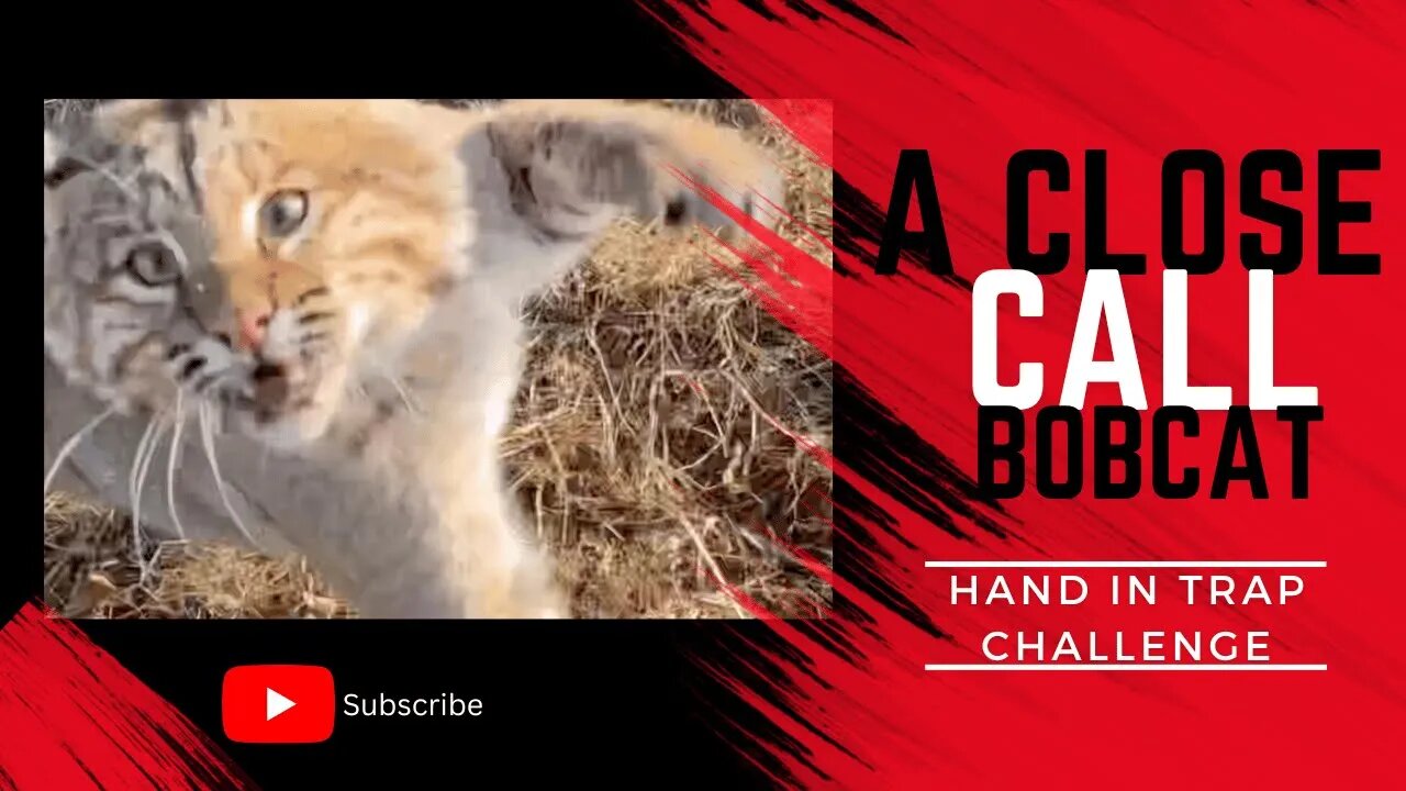 A Close Call Bobcat / Hand in Trap Challenge - Eason Season