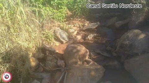 Indo em busca de mais um pé de Umbuzeiro, #sertao nordeste