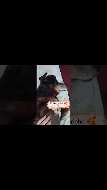 Eu aumo carinho 🥰🐕