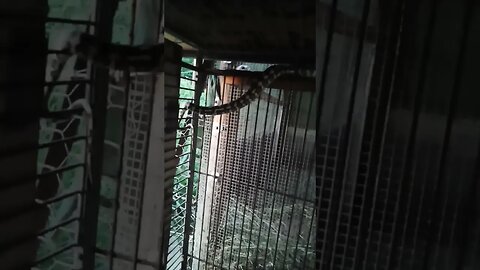 Snake waiting to strike any rat that may dare to come out 7th February 2023