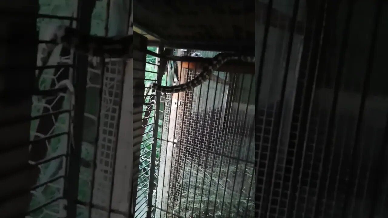 Snake waiting to strike any rat that may dare to come out 7th February 2023