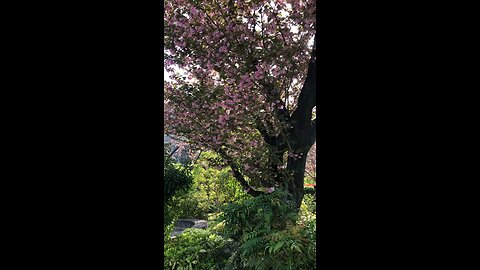 Walking in tokyo - sakura in setagaya