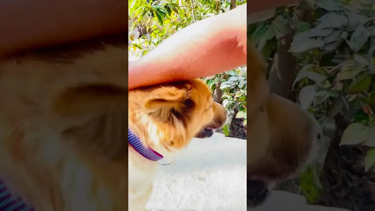 Let me out bro #goldenretriever #ytshorts #shorts