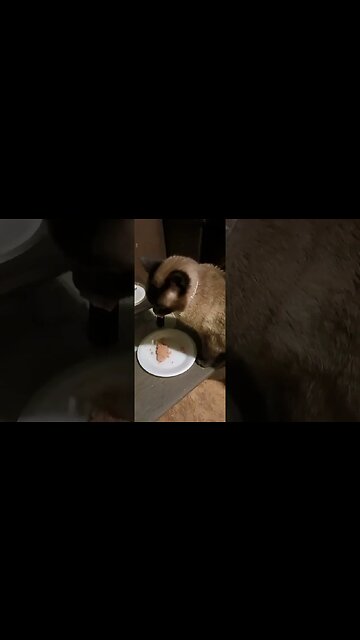 ERNASTINES BREAKFAST - Trying some new food with the kitties 😸 #catsofyoutube