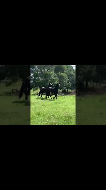 Friesian Horses ready for a new home