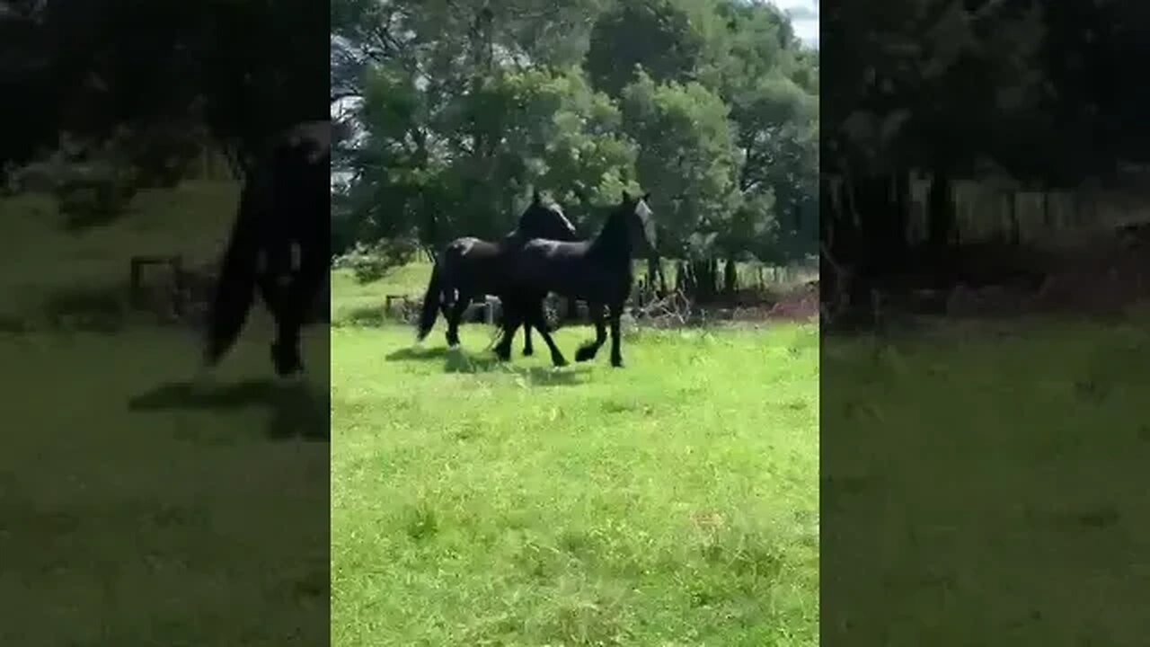 Friesian Horses ready for a new home