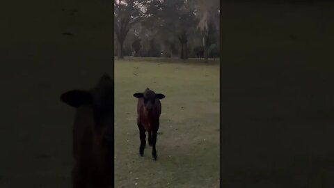When the herd escorts you to the gate! #cattle #cattlefarm #cow #cowfarm #bull #shorts