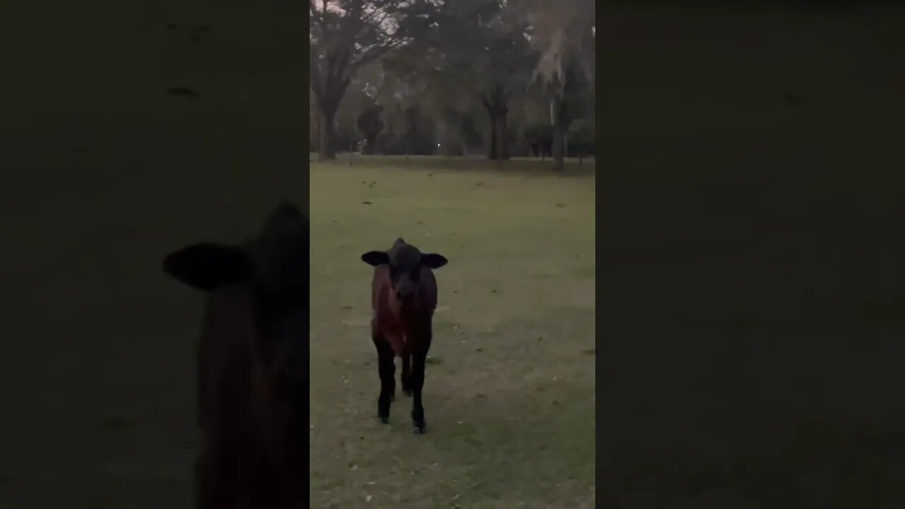 When the herd escorts you to the gate! #cattle #cattlefarm #cow #cowfarm #bull #shorts