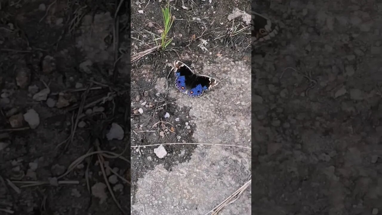 🦋! Beautiful butterfly in the wild #butterfly #nature #wild