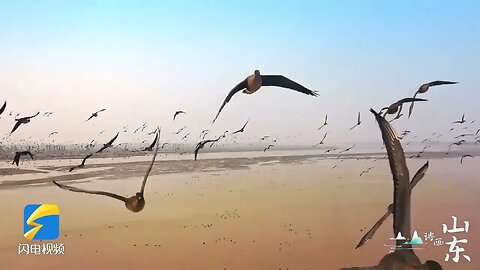 Poetry and painting in Shandong | Spring tide of green headed ducks on the bank of the Yellow River